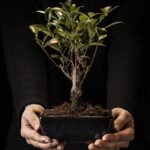 bonsai di ulivo