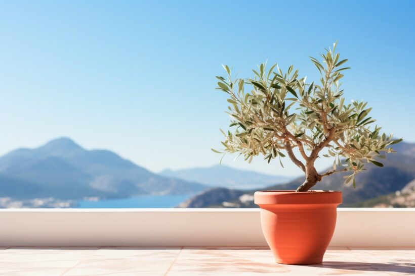 Bonsai di ulivo: consigli utili sulla cura e concimazione