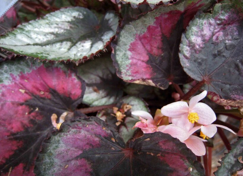Begonia rex – la regina delle begonie