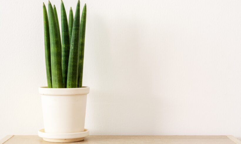 Sansevieria Cylindrica: consigli sulla cura e concimazione