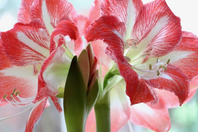 Amaryllis tra storia mito e linguaggio dei fiori Amaryllis tra storia mito e linguaggio dei fiori