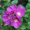 Come coltivare la rosa rugosa ?