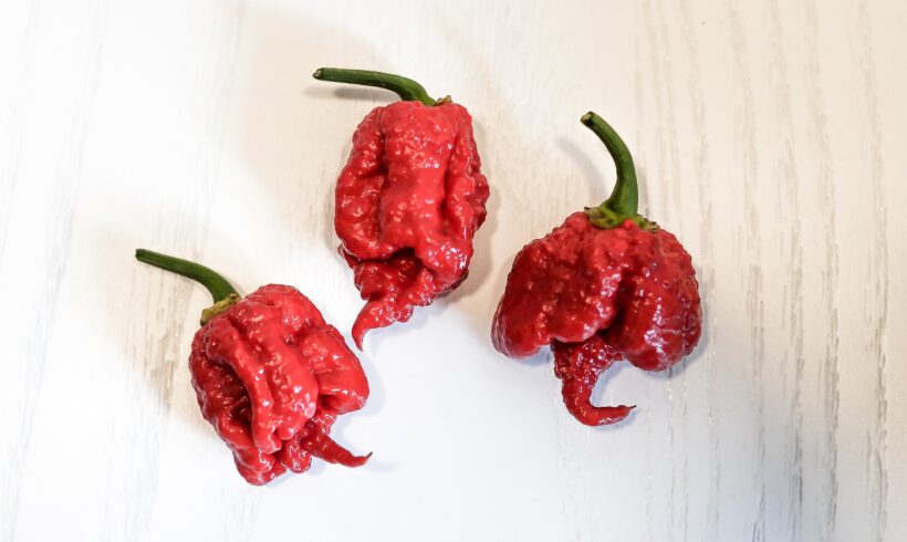 Carolina Reaper coltiva il peperoncino piccante nel tuo orto Carolina Reaper coltiva il peperoncino piccante nel tuo orto