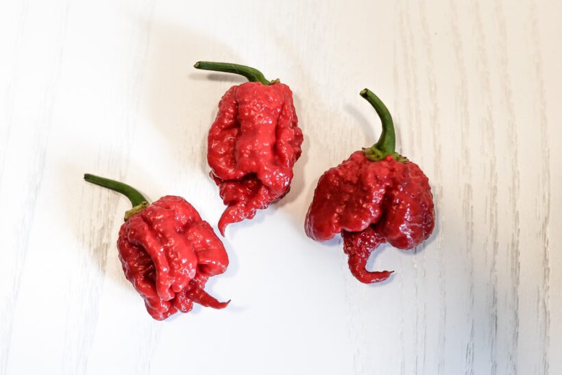 Carolina Reaper coltiva il peperoncino piccante nel tuo orto Carolina Reaper coltiva il peperoncino piccante nel tuo orto