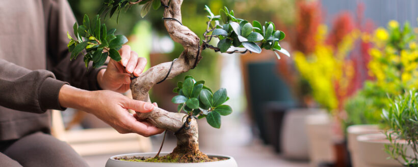 Come curare un bonsai: per te un piano di concimazione gratuito