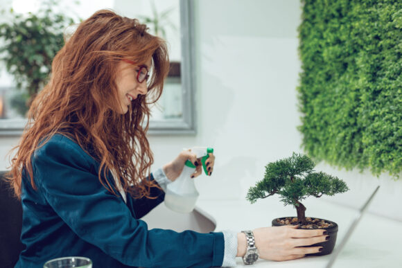 come curare un bonsai 