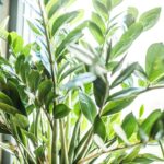 zamioculcas