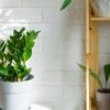 Come prendersi cura della Zamioculcas in casa e in giardino?