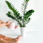 Come innaffiare la zamia?