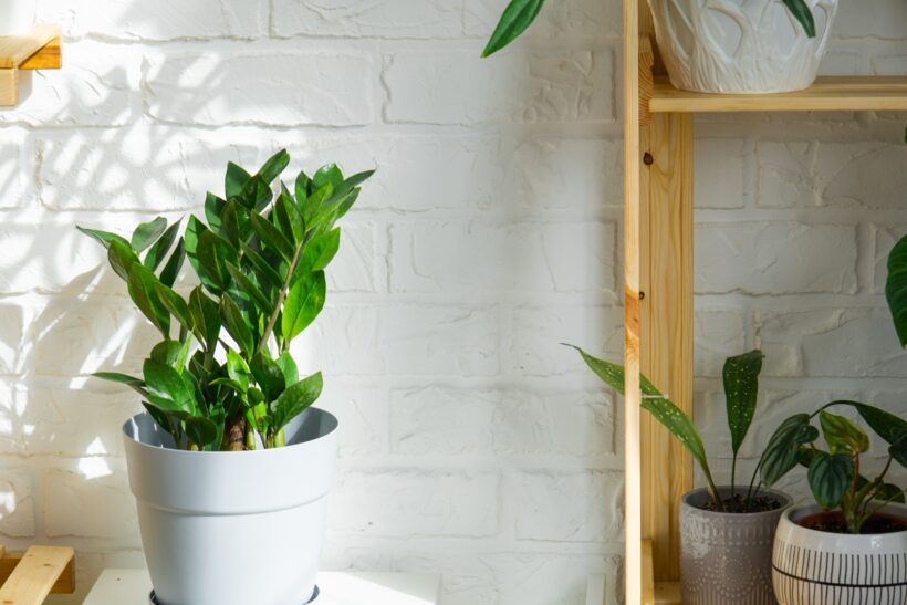 Come prendersi cura della Zamioculcas in casa e in giardino? Come prendersi cura della Zamioculcas in casa e in giardino?