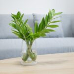 zamia talea
