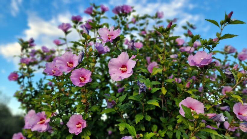 Hibiscus Syriacus: cura e concimazione Hibiscus Syriacus: cura e concimazione