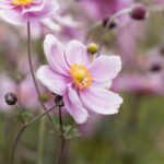 anemone giapponese