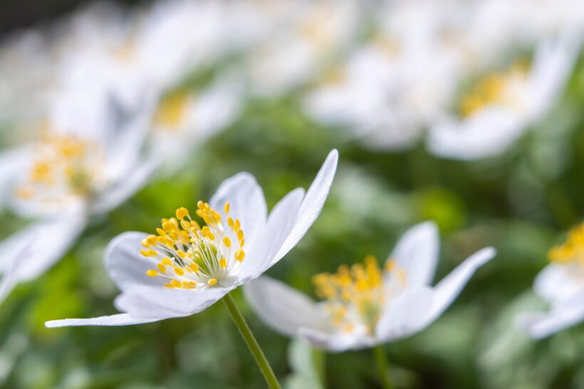 Anemone giapponese – consigli per una splendida fioritura Anemone giapponese – consigli per una splendida fioritura