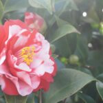 camelia sasanqua 