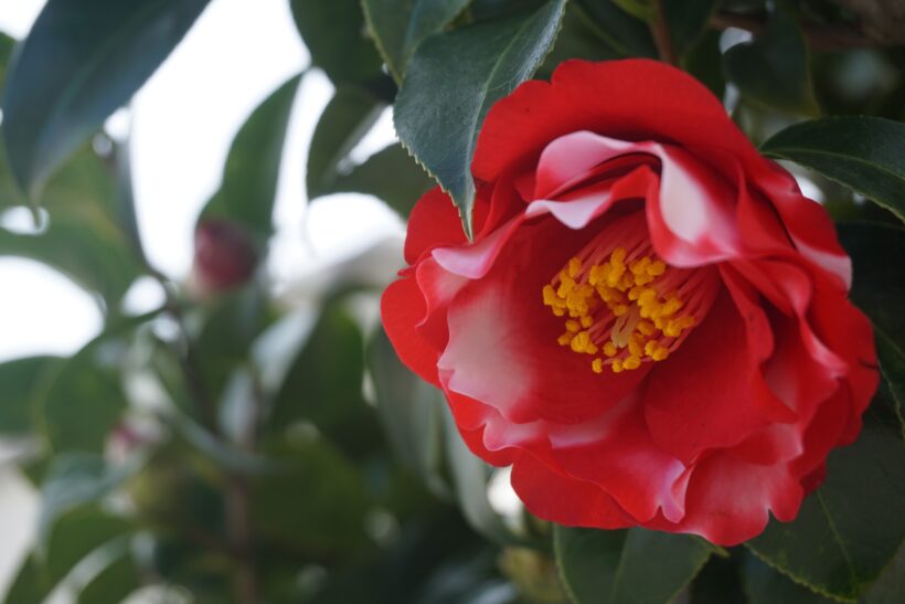 Camelia Sasanqua – cura, manutenzione e concimazione