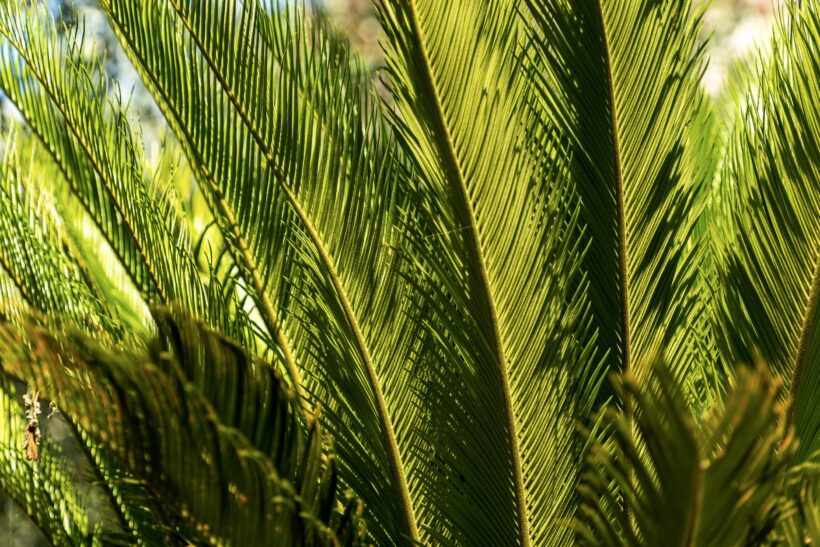 Cycas – La bellezza intramontabile delle piante primitive Cycas – La bellezza intramontabile delle piante primitive