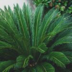 cycas