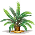 cycas