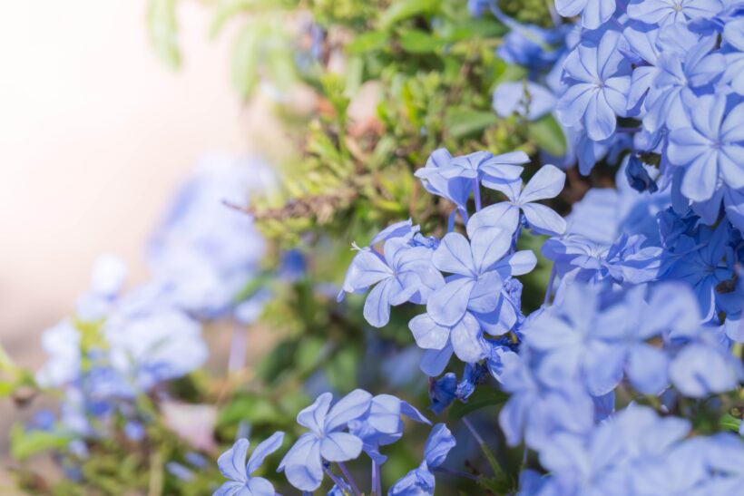 Plumbago: come coltivare il gelsomino azzurro