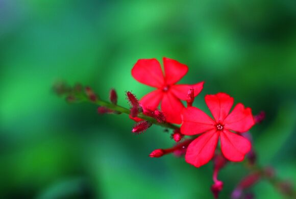 plumbago indica 