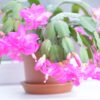 Cactus di Natale: consigli per una fioritura perfetta