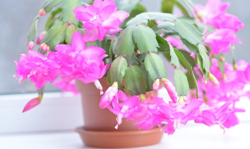 Cactus di Natale: consigli per una fioritura perfetta