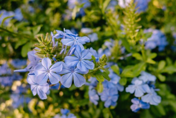plumbago