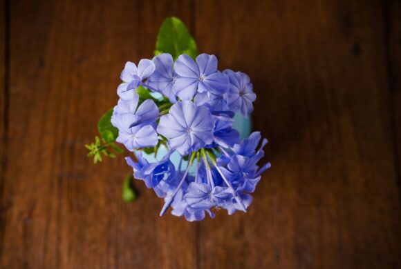 plumbago auricolata