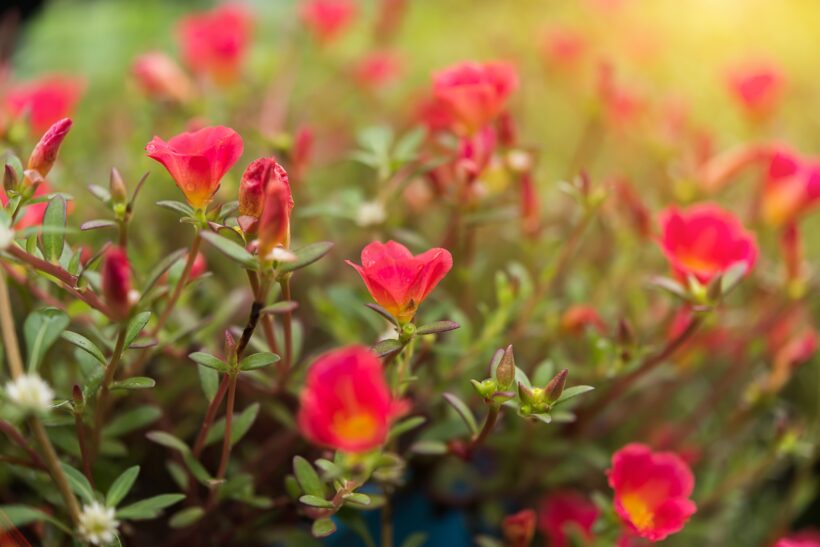 Portulaca: Pianta dai Mille Usi e Virtù Portulaca: Pianta dai Mille Usi e Virtù