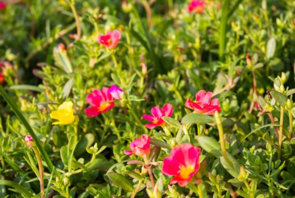portulaca portulaca