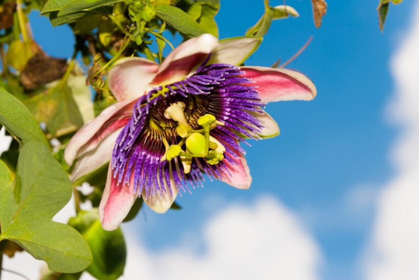 Passiflora: Cura, Benefici e Utilizzi Passiflora: Cura, Benefici e Utilizzi