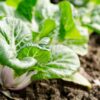 Pak choi: come coltivarlo nel tuo orto