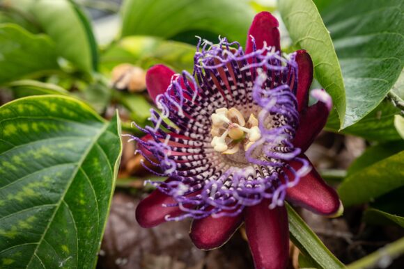 passiflora passiflora