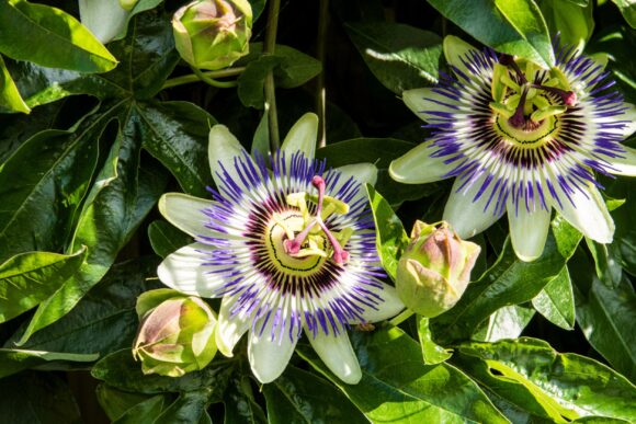 passiflora passiflora
