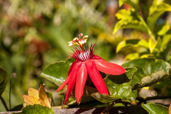 passiflora passiflora