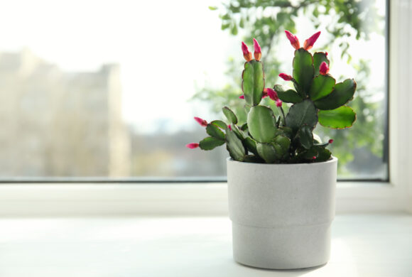 Schlumbergera