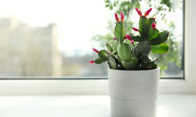 Schlumbergera