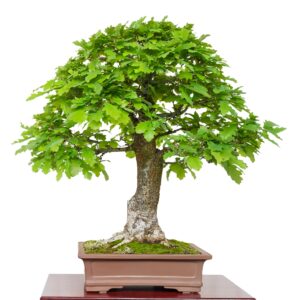 bonsai di quercia