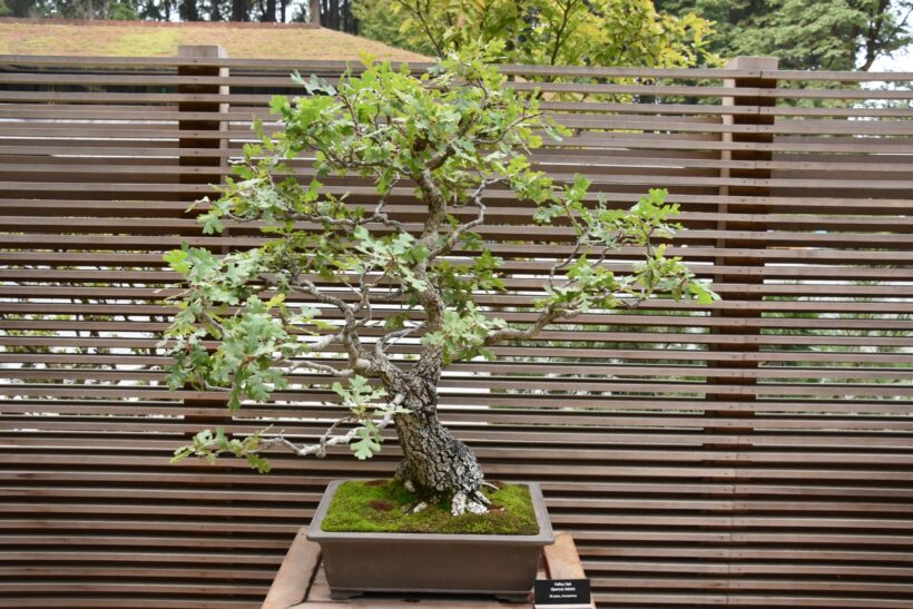 Bonsai di quercia: dal seme alla pianta Bonsai di quercia: dal seme alla pianta