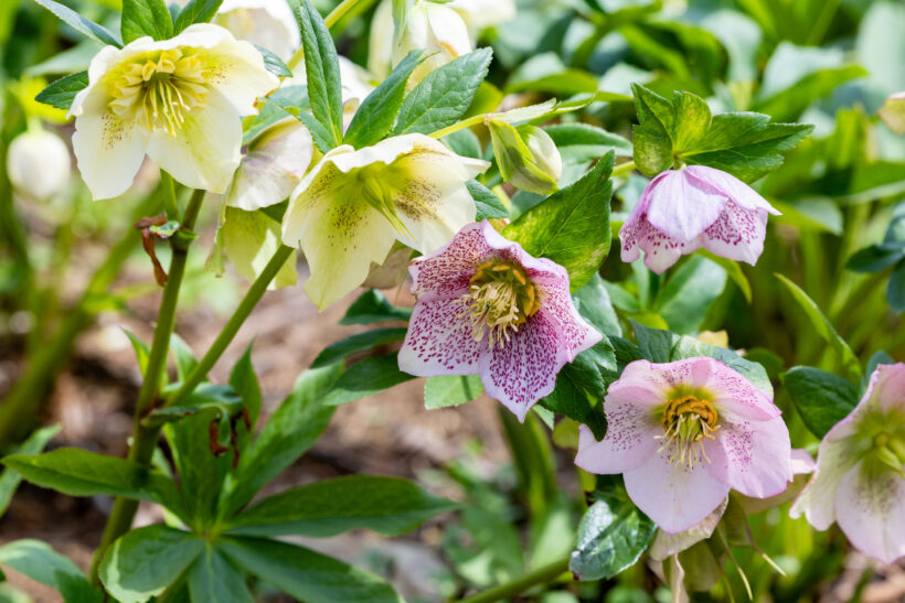 Elleboro: fiore invernale per balconi e giardini