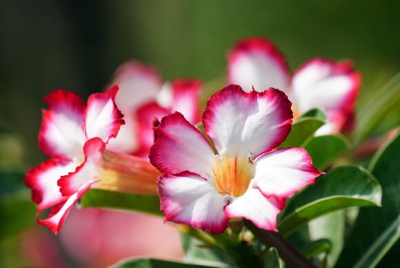 Adenium Obesum