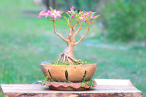 rosa del deserto