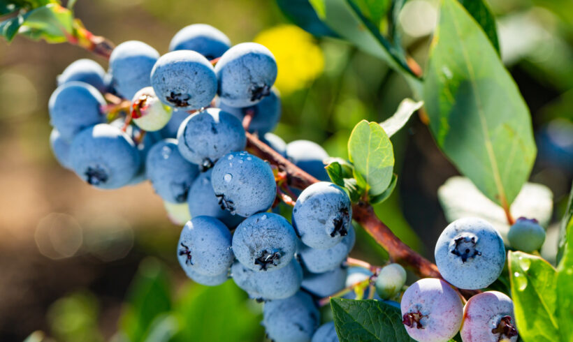 Mirtilli nel tuo giardino? Ecco come coltivarli con successo