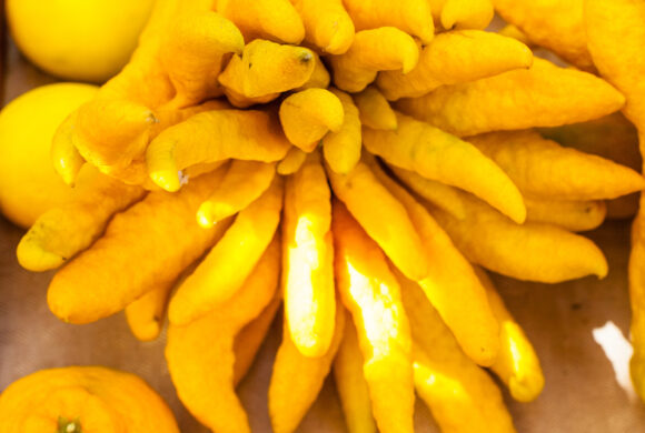 cedro