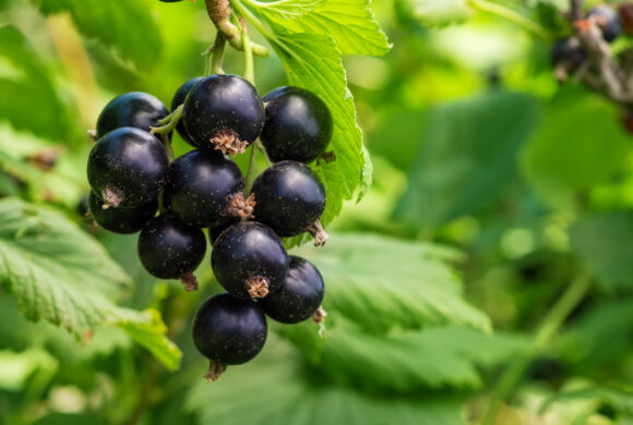 Ribes nigrum