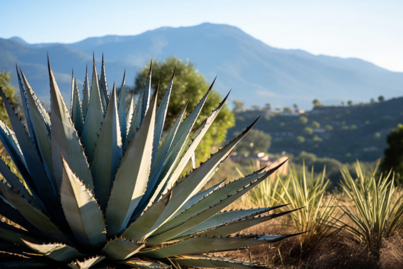 Agave: crea un’oasi desertica in casa e giardino Agave: crea un’oasi desertica in casa e giardino