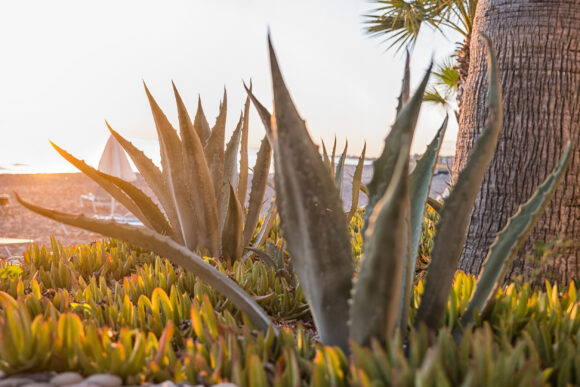 agave agave