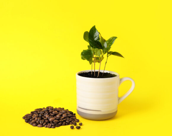 Piante da caffè… dal vaso alla tazzina!