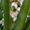 Yucca: una pianta indistruttibile (se conosci questi segreti)